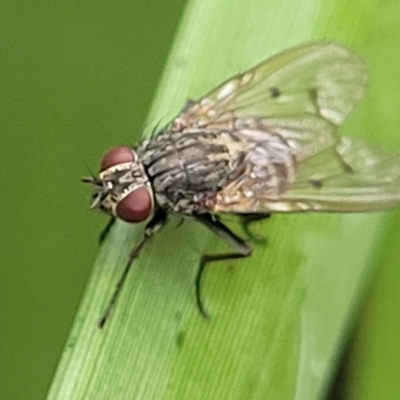 Helina sp. (genus) (Muscid fly) at Banksia Street Wetland Corridor - 12 Apr 2023 by trevorpreston