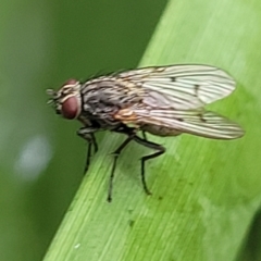 Helina sp. (genus) at O'Connor, ACT - 12 Apr 2023 10:58 AM