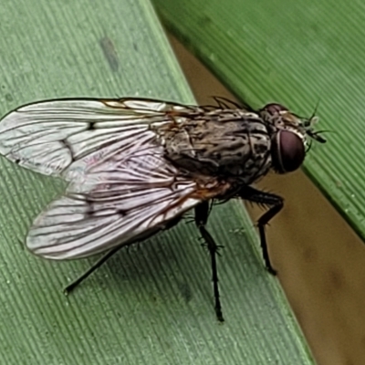 Helina sp. (genus) (Muscid fly) at Banksia Street Wetland Corridor - 12 Apr 2023 by trevorpreston