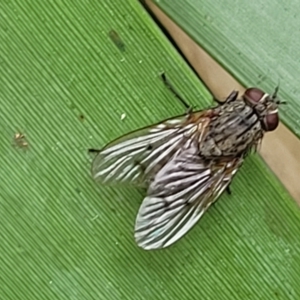 Helina sp. (genus) at O'Connor, ACT - 12 Apr 2023