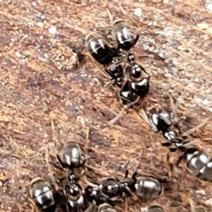 Anonychomyrma sp. (genus) at O'Connor, ACT - 12 Apr 2023