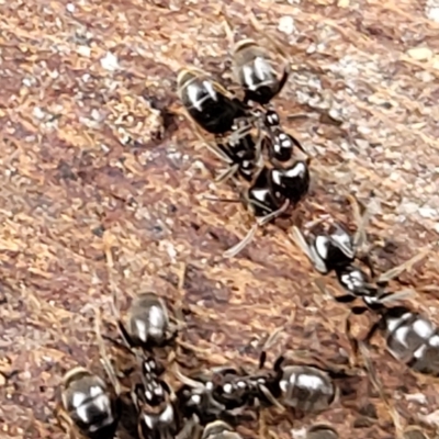 Anonychomyrma sp. (genus) (Black Cocktail Ant) at O'Connor, ACT - 12 Apr 2023 by trevorpreston