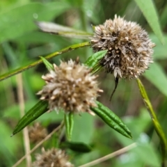 Euchiton sphaericus (star cudweed) at O'Connor, ACT - 12 Apr 2023 by trevorpreston