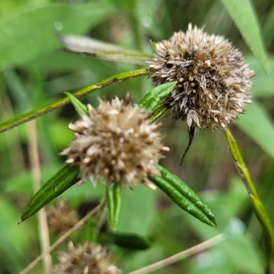 Euchiton sphaericus (Star Cudweed) at Banksia Street Wetland Corridor - 12 Apr 2023 by trevorpreston