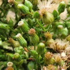 Erigeron bonariensis at O'Connor, ACT - 12 Apr 2023