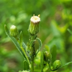 Erigeron sumatrensis (Tall Fleabane) at Banksia Street Wetland Corridor - 12 Apr 2023 by trevorpreston