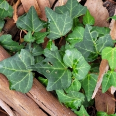 Hedera hibernica (Ivy) at O'Connor, ACT - 12 Apr 2023 by trevorpreston