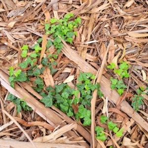 Hedera hibernica at Banksia Street Wetland Corridor - 12 Apr 2023