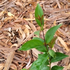 Ligustrum lucidum (Large-leaved Privet) at Banksia Street Wetland Corridor - 12 Apr 2023 by trevorpreston