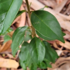 Ligustrum lucidum at O'Connor, ACT - 12 Apr 2023