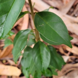 Ligustrum lucidum at O'Connor, ACT - 12 Apr 2023