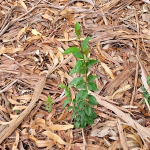 Ligustrum lucidum at O'Connor, ACT - 12 Apr 2023