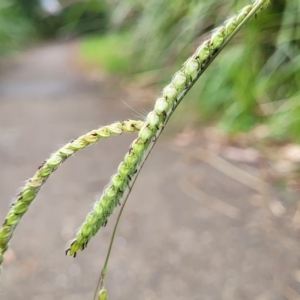 Paspalum dilatatum at O'Connor, ACT - 12 Apr 2023