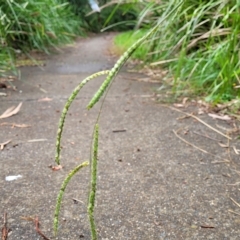 Paspalum dilatatum at O'Connor, ACT - 12 Apr 2023 11:02 AM