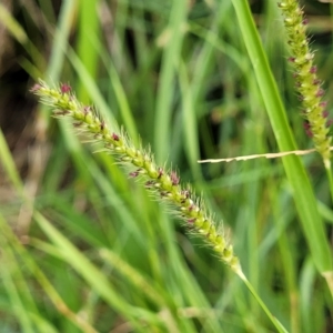 Setaria parviflora at O'Connor, ACT - 12 Apr 2023