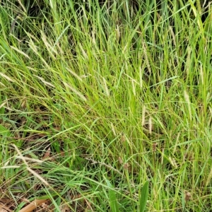 Setaria parviflora at O'Connor, ACT - 12 Apr 2023