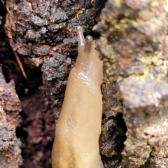Ambigolimax nyctelia (Striped Field Slug) at Banksia Street Wetland Corridor - 12 Apr 2023 by trevorpreston