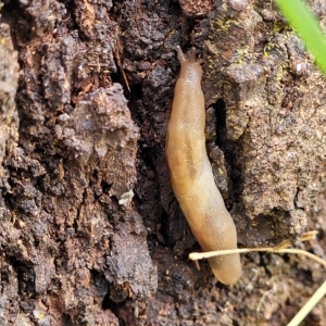 Ambigolimax sp. (valentius and waterstoni) at O'Connor, ACT - 12 Apr 2023 11:00 AM