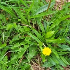 Taraxacum sect. Taraxacum (Dandelion) at O'Connor, ACT - 12 Apr 2023 by trevorpreston