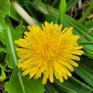 Taraxacum sect. Taraxacum at O'Connor, ACT - 12 Apr 2023