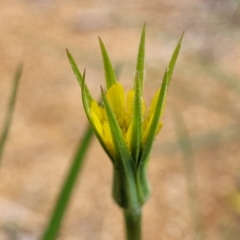 Tragopogon dubius (Goatsbeard) at O'Connor, ACT - 12 Apr 2023 by trevorpreston