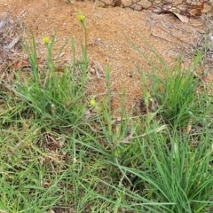 Tragopogon dubius at O'Connor, ACT - 12 Apr 2023 11:16 AM