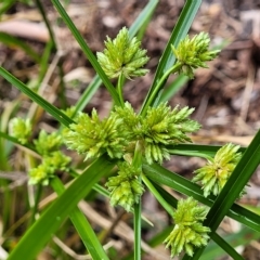 Cyperus eragrostis (Umbrella Sedge) at Banksia Street Wetland Corridor - 12 Apr 2023 by trevorpreston