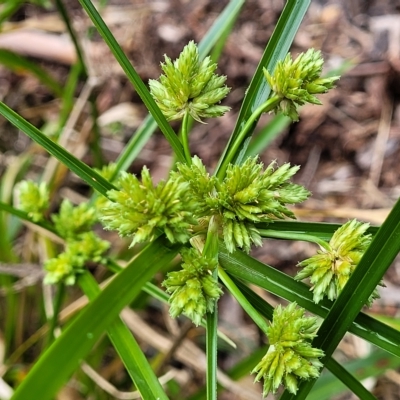 Cyperus eragrostis (Umbrella Sedge) at Banksia Street Wetland Corridor - 12 Apr 2023 by trevorpreston