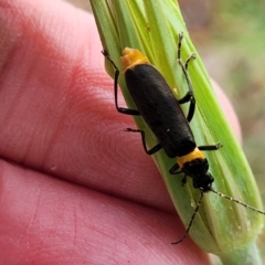 Chauliognathus lugubris at O'Connor, ACT - 12 Apr 2023