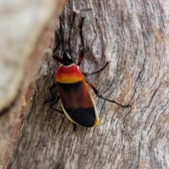 Dindymus versicolor (Harlequin Bug) at O'Connor, ACT - 12 Apr 2023 by trevorpreston
