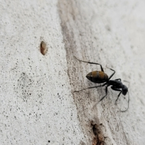 Camponotus aeneopilosus at O'Connor, ACT - 12 Apr 2023 11:09 AM