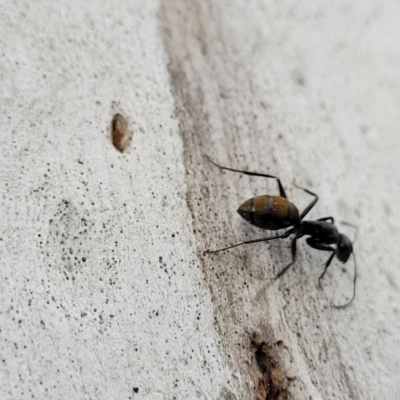 Camponotus aeneopilosus (A Golden-tailed sugar ant) at Banksia Street Wetland Corridor - 12 Apr 2023 by trevorpreston
