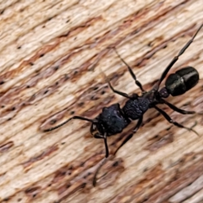 Rhytidoponera sp. (genus) (Rhytidoponera ant) at Banksia Street Wetland Corridor - 12 Apr 2023 by trevorpreston