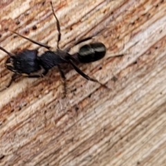 Rhytidoponera sp. (genus) at O'Connor, ACT - 12 Apr 2023