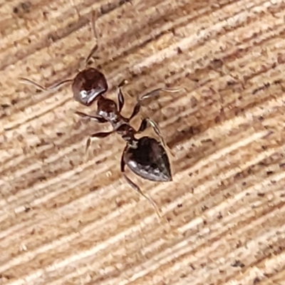 Crematogaster sp. (genus) (Acrobat ant, Cocktail ant) at Banksia Street Wetland Corridor - 12 Apr 2023 by trevorpreston