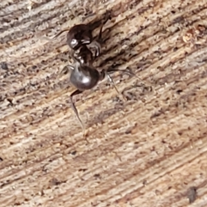 Crematogaster sp. (genus) at O'Connor, ACT - 12 Apr 2023