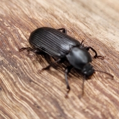 Meneristes australis (Darking beetle) at Banksia Street Wetland Corridor - 12 Apr 2023 by trevorpreston