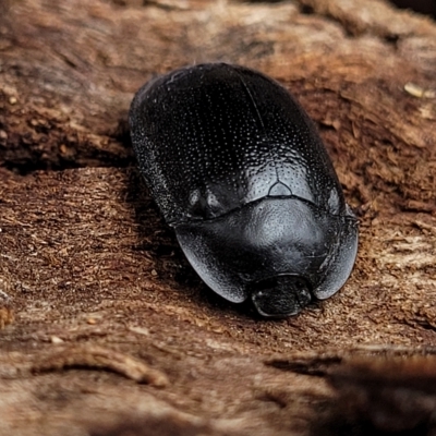 Pterohelaeus striatopunctatus (Darkling beetle) at Banksia Street Wetland Corridor - 12 Apr 2023 by trevorpreston
