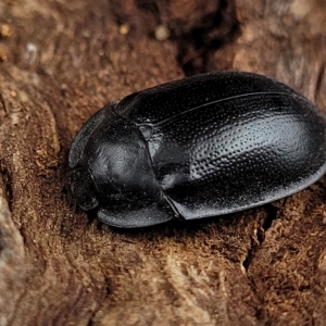 Pterohelaeus striatopunctatus at O'Connor, ACT - 12 Apr 2023