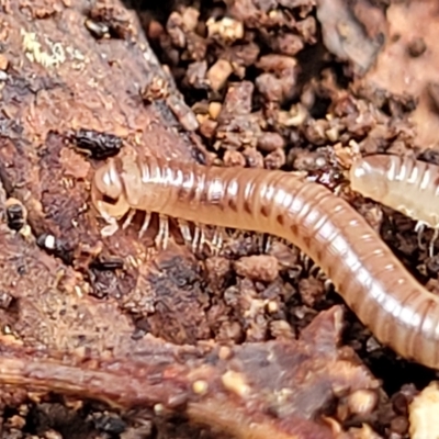 Spirobolida (order) (Spirobolid millipede) at O'Connor, ACT - 12 Apr 2023 by trevorpreston