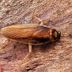 Robshelfordia circumducta at O'Connor, ACT - 12 Apr 2023