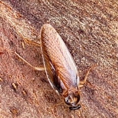 Robshelfordia circumducta at O'Connor, ACT - 12 Apr 2023