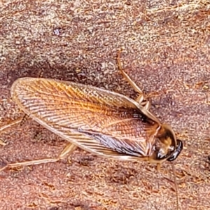 Robshelfordia circumducta at O'Connor, ACT - 12 Apr 2023