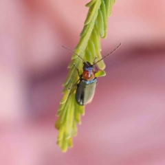 Adoxia benallae (Leaf beetle) at O'Connor, ACT - 19 Feb 2023 by ConBoekel