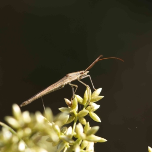 Mutusca brevicornis at O'Connor, ACT - 17 Feb 2023