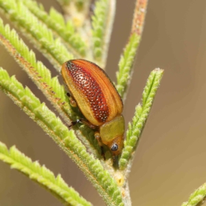 Calomela parilis at O'Connor, ACT - 19 Feb 2023