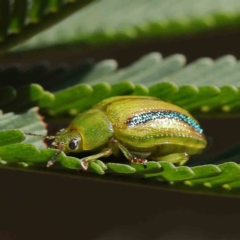 Calomela juncta (Leaf beetle) at O'Connor, ACT - 17 Feb 2023 by ConBoekel