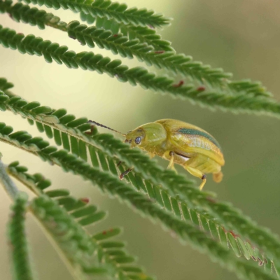 Calomela juncta (Leaf beetle) at O'Connor, ACT - 18 Feb 2023 by ConBoekel