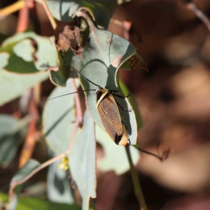 Ellipsidion australe at O'Connor, ACT - 19 Feb 2023