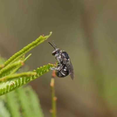 Lipotriches sp. (genus) (Halictid bee) at O'Connor, ACT - 17 Feb 2023 by ConBoekel